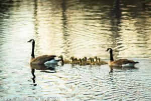 Canada geese and babies