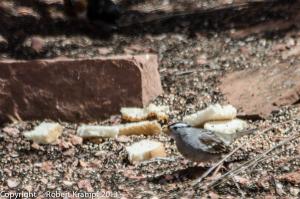 bird and bread