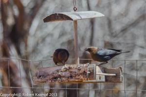 bird at feeder