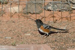 Spotted Towhee