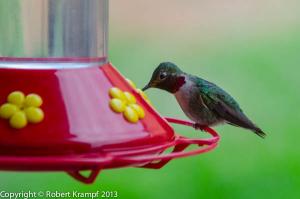 hummingbird