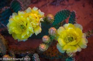 cactus flowers