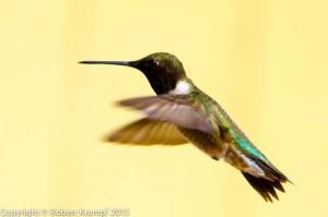 hummingbird