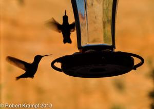 Hummingbirds at feeder