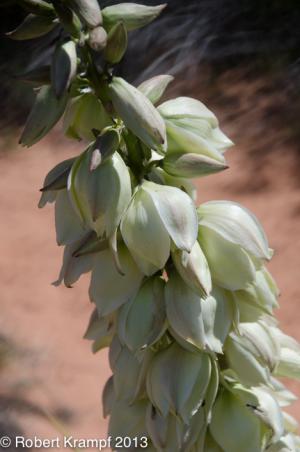 Yucca flowers