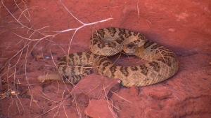 Mojave rattlesnake