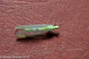 Golden Eyed Lacewing