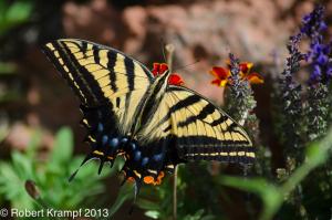 Swallowtail butterfly