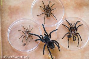 Tarantula and molts