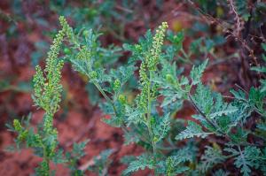 Ragweed Ragweed