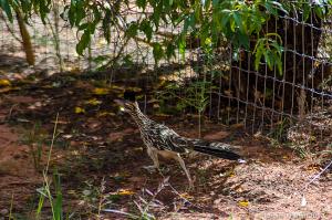 Roadrunner Roadrunner