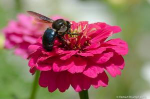 Bee on flower Bee on flower