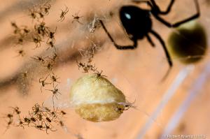 Black widow spider and baby spiders
