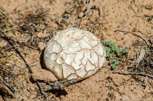 Round, white object