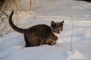 Cat in snow