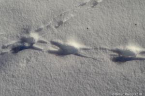 Tracks in snow