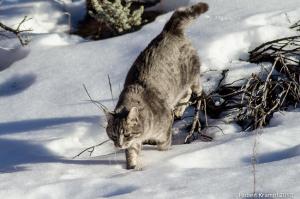 Cat in snow