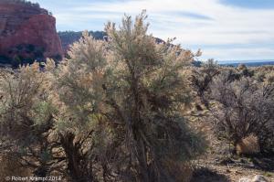 sagebrush sagebrush