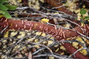 manzanita