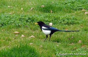 Yellow Billed Magpie