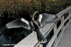 Anhinga