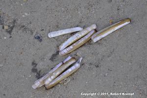 Razor Clams