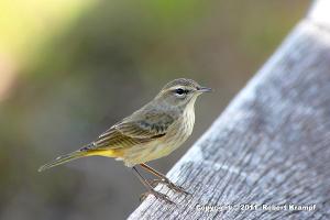 Palm Warbler