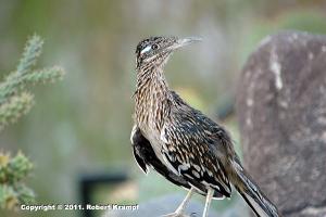 Roadrunner