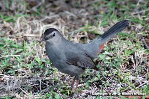 Gray Catbird