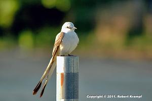 Scissor-tailed Flycatcher